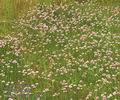 Armeria_vulgaris_ab7222