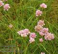 Armeria_vulgaris_ab7233