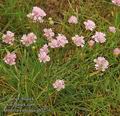 Armeria_vulgaris_ab7236