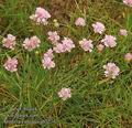 Armeria_vulgaris_ab7236