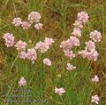 Armeria_vulgaris_ab7244