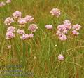 Armeria_vulgaris_ab7260