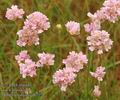 Armeria_vulgaris_ab7271