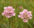 Armeria_vulgaris_ab7281