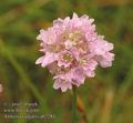 Armeria_vulgaris_ab7284