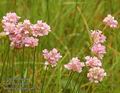 Armeria_vulgaris_ab7292