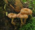 Armillaria_borealis_bo6633