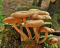 Armillaria_borealis_bo6648