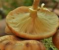 Armillaria_borealis_bo6652