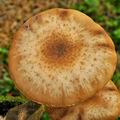 Armillaria_borealis_bo6660