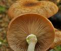 Armillaria_borealis_bo6662