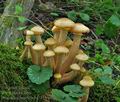 Armillaria_borealis_bs7515