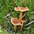 Armillaria_ectypa_bk5458