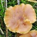 Armillaria_ectypa_bk5460