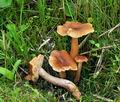 Armillaria_ectypa_bk5469