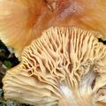 Armillaria_ectypa_bk5481