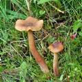 Armillaria_ectypa_bk5489