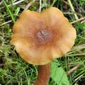 Armillaria_ectypa_bk5493