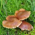 Armillaria_ectypa_bk5503