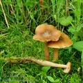 Armillaria_ectypa_bk5517