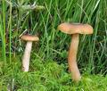 Armillaria_ectypa_bk5722