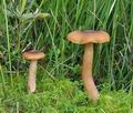 Armillaria_ectypa_bk5734