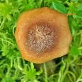 Armillaria_ectypa_bk5749