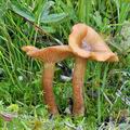 Armillaria_ectypa_bk5758