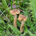 Armillaria_ectypa_bm4534