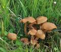 Armillaria_ectypa_bm4539