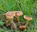 Armillaria_ectypa_bm4550