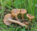 Armillaria_ectypa_bm4553