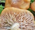 Armillaria_ectypa_bm4559