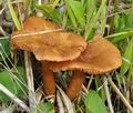 Armillaria_ectypa_bn9511