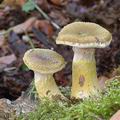 Armillaria_gallica_aj3546