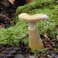 Armillaria_gallica_aj3551