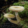 Armillaria_gallica_aj3556