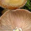 Armillaria_gallica_aj3562