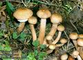 Armillaria_ostoyae_11074