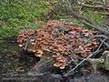 Armillaria_ostoyae_cr6747