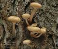 Armillaria_ostoyae_db0113