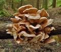 Armillaria_ostoyae_e4194