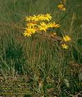 Arnica_montana_4453