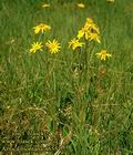 Arnica_montana_4655