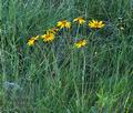 Arnica_montana_bs1496