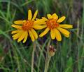 Arnica_montana_bs1506