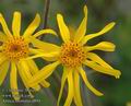 Arnica_montana_d0894