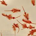 Artemia_salina_bh0167