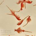 Artemia_salina_bh0168