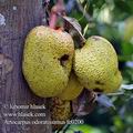 Artocarpus_odoratissimus_fe0200